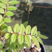 Sorbus commixta
